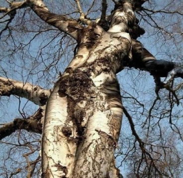 Юмор: Кто знает где находится это дерево сообщите мне в личку! )))
